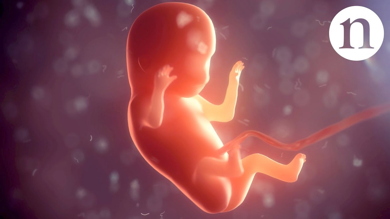 Building a baby: The first two weeks