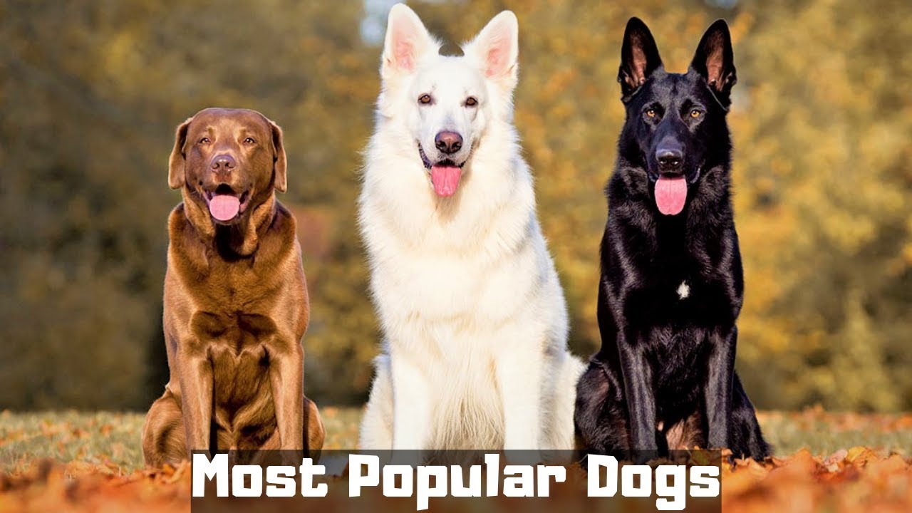 10 Most Popular Dog Breeds in the World