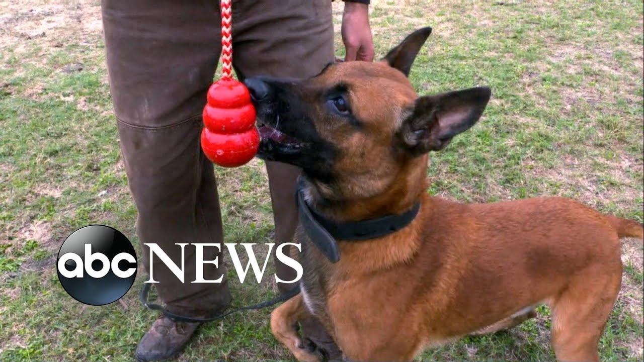 Inside the high-tech military K9 training facility l ABC News